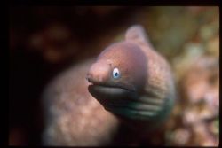 This shot was taken in the Andiman Sea off the coast of M... by Scott Shenton 